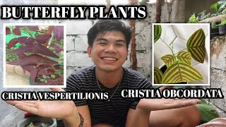 BUTTERFLY PLANT SWALLOW TAIL PLANT SEEDS PAPANO MA...