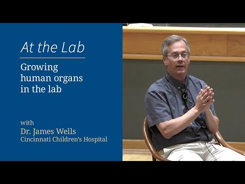 Growing human organs in the lab