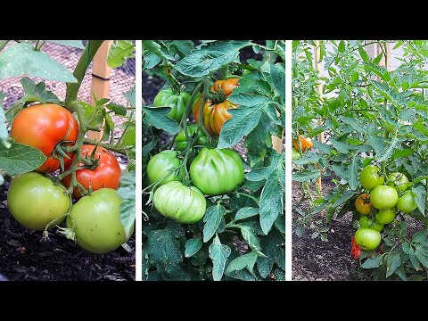 , title : 'Top 3 Beefsteak Tomatoes You NEED to Grow!'