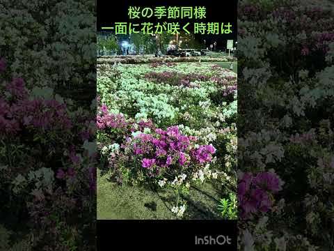 冬にツツジを保護するにはどうすればよいですか？この多量の開花植物を維持するにはどうすればよいでしょうか?  庭園
