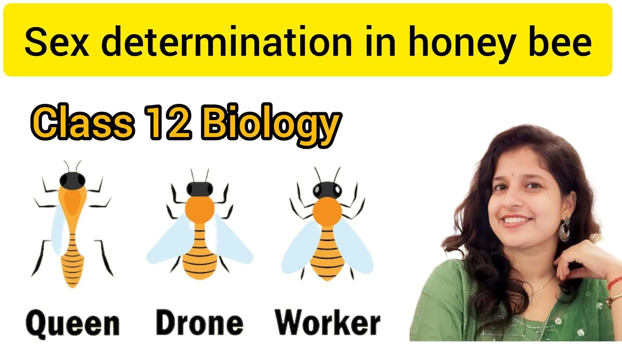 sex determination in honey bee/haplodiploidy