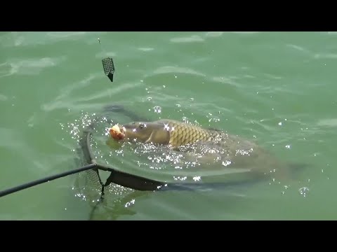 DVA SATA FEEDER RIBOLOVA - Ninoslav Žagar