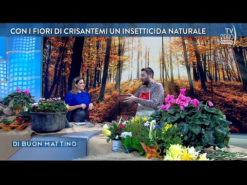 Di Buon Mattino - Puntata dell'8 novembre 2022