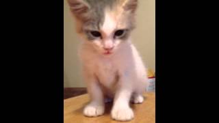 Cute kitten sucking tea off her tongue. (Rip zambie)