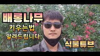 식물튜브 배롱나무(목백일홍) 에 대해 알려드립니다.  #백일홍 #배롱나무 #양재꽃시장 #식물튜브 #plant…