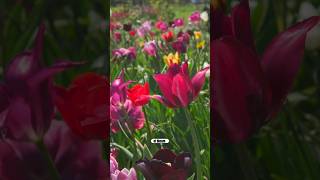 Planting Bulbs for 9 Months of Bloom #flowerbulbs #flowerbulbsdotcom