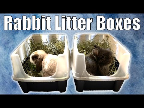 RABBIT LITTER BOX: How to Clean and Setup a Rabbit's...
