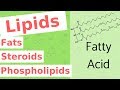 Lipids | Fats, Steroids, and Phospholipids | Biological Molecules Simplified #4