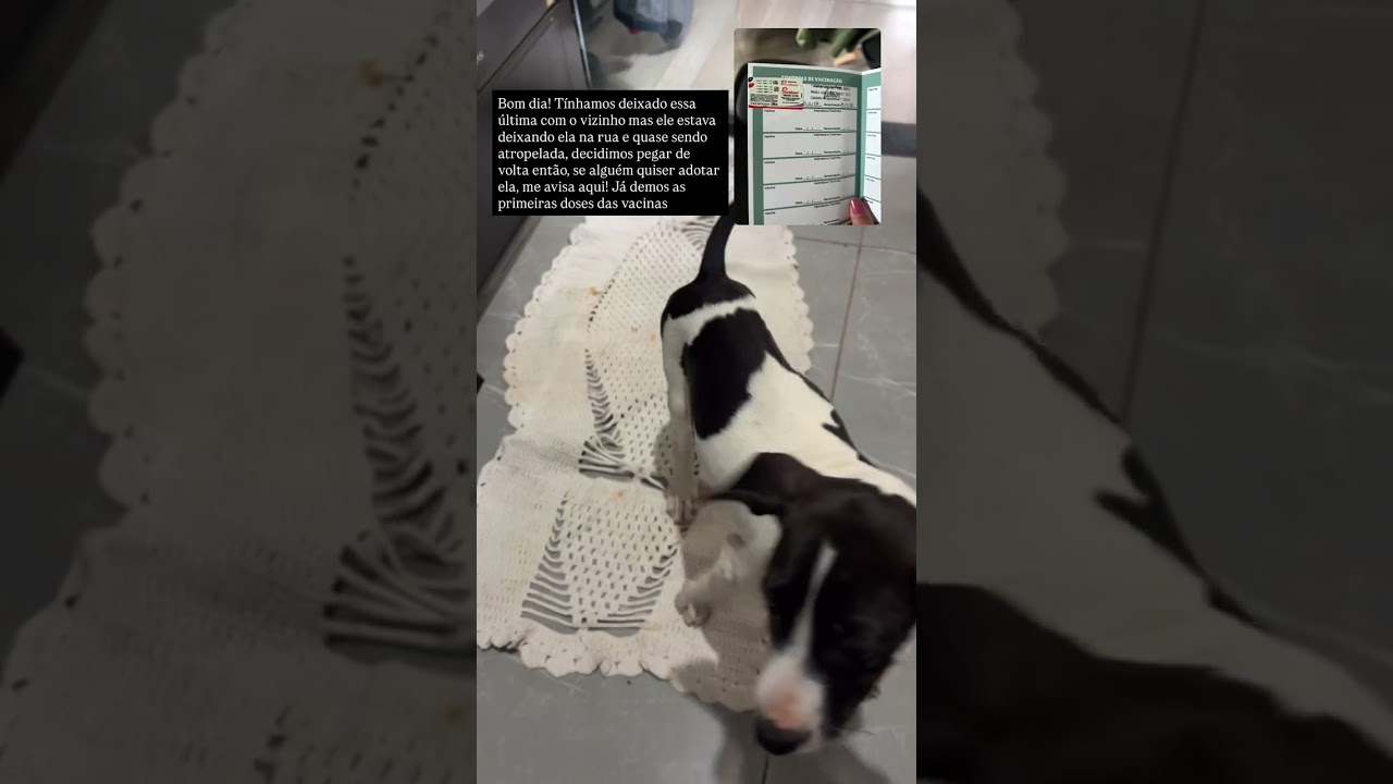 Cachorro raça SRD-ViraLata idade 2 a 6 meses nome Não possui