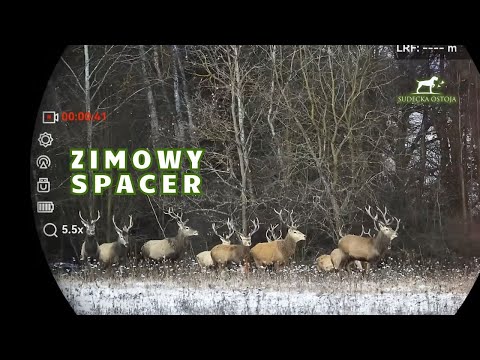 Zimowy Spacer cz 1 polowanie na jelenie. Hunting in Poland deer hunt