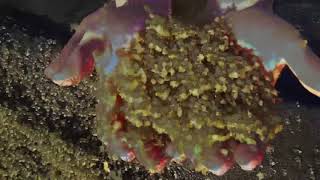 eugene cam - overworld