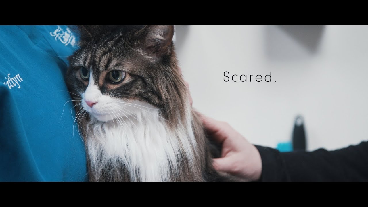 Empathy in Veterinary Practices