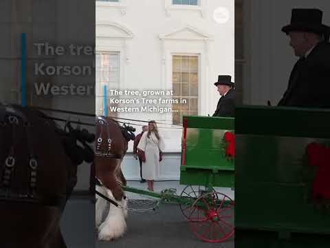 White House Christmas tree arrives on horse drawn carriage