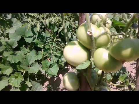 , title : 'Patarea cafenie a frunzelor de tomate'