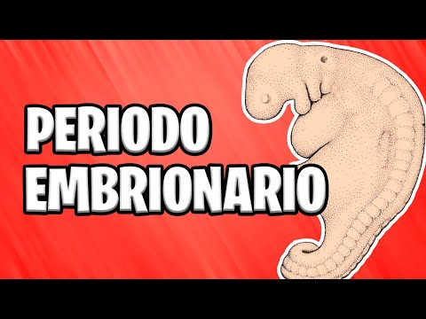 ✅ FROM THE THIRD TO THE EIGHTH WEEK | EMBRYONIC PERIOD 📚 ORGANOGENESIS | GERM LAYERS