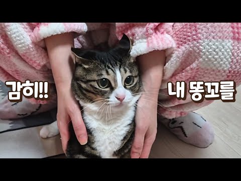 큰언니가 똥꼬 만져서 엄청 화난 고양이! 똥꼬 닦아주다 생긴 일