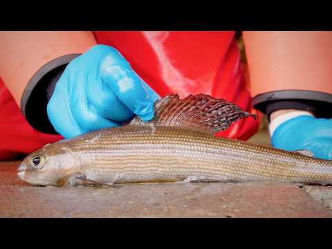 Restoring the Long-Lost Arctic Grayling | Great Lakes Now