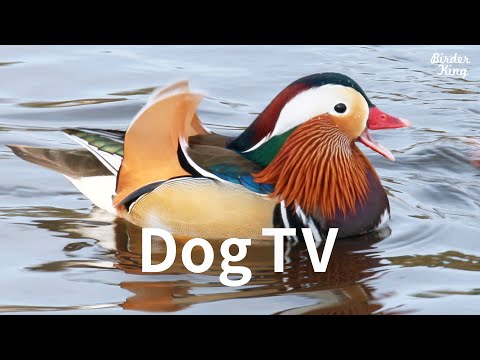 Dog TV: 7 Hours of Mandarin Ducks, Wood Ducks - Beautiful Water Birds for Dogs to Watch, Relax Pets.