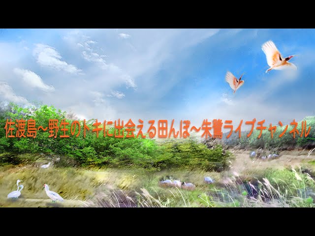 佐渡島～野生のトキに出会える田んぼ～朱鷺ライブチャンネル（Nipponia nippon｜SADO）