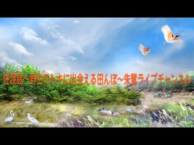 佐渡島～野生のトキに出会える田んぼ～朱鷺ライブチャンネル（Nipponia nippon｜SADO） cctv 監視器 即時交通資訊