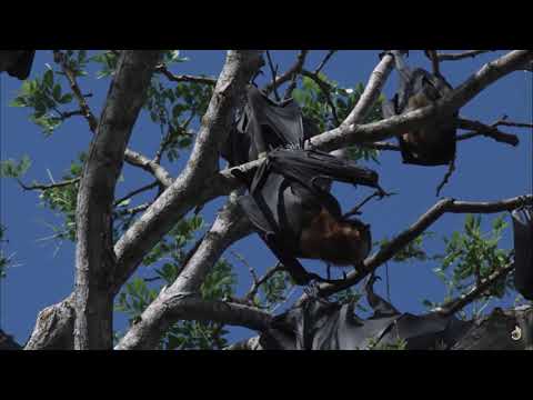 A Volcano Odyssey   Full Documentary  l SRT Media