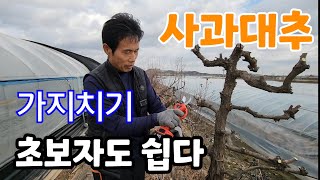 사과대추 초보자도 쉽게 전지 꿀팁! 기본 3가지만 알면 끝 벌레 안먹게 예방하는법