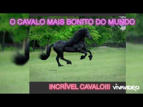 O CAVALO MAIS BONITO DO MUNDO !