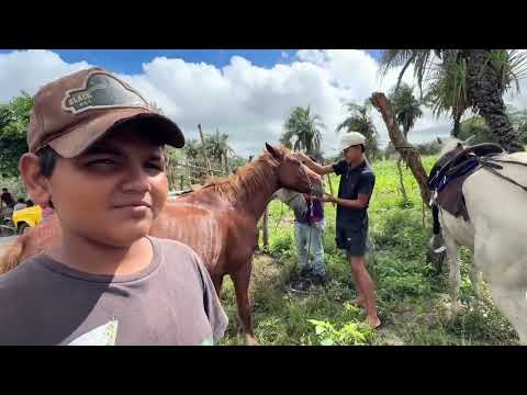 Feira de Cavalos do Bola Monteiropolis - AL 28 - 06 - 2026 #nordeste 