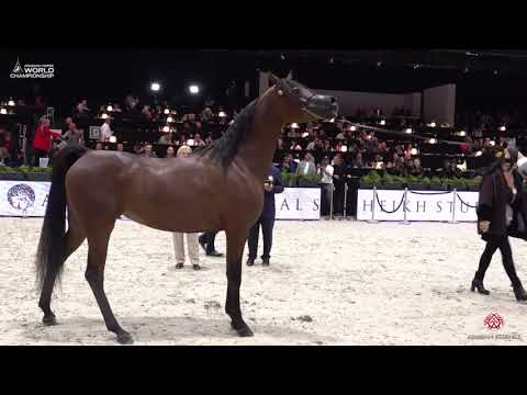 N 50 BALADA AL ALFABIA   Paris 2019   Junior Fillies Class 2B