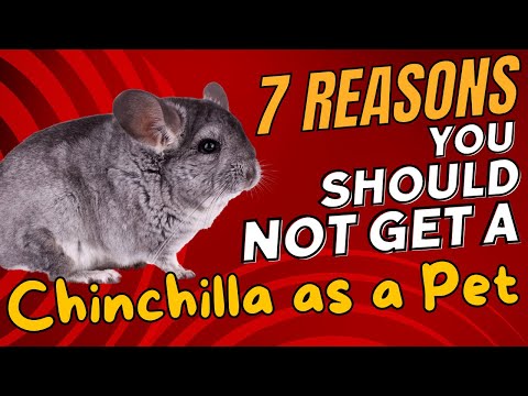 7 Reasons You Should NOT Get a Chinchilla as a Pet 🐭🚫