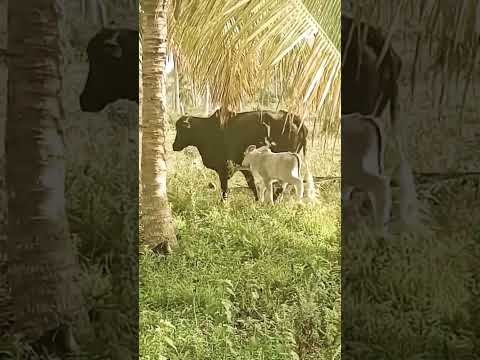 vida na roça conde Bahia. Fazenda coqueiro