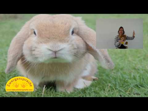 Babyzeichen - Zwergensprache - Osterhasenlied