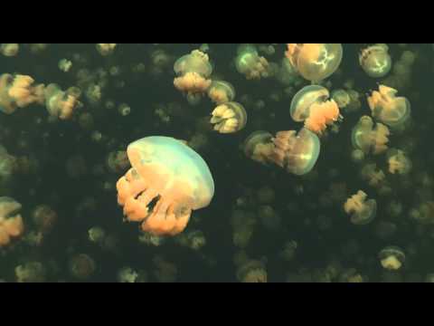 Jellyfish Lake, Jellyfish Lake,Palau