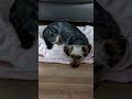 doggo jumpscare #trending #meme #dog #dogs #dogshorts #puppy