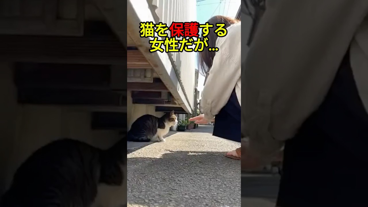 人間を警戒する野良猫を保護しようと女性が近づくと【猫感動物語】 #shorts