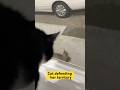 Watch My Cat S Fierce Warning Meow To A Stray Kitty ‍ Kitty Turf War Cat