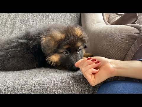 Cucciolo di pastore tedesco pensa che il suo umano gli abbia rubato il naso (che tenero!!)