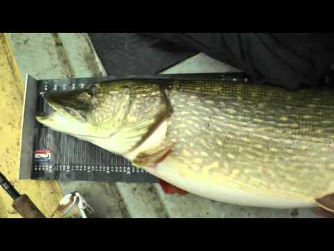 Massive Northern Pike 24KG...  (52.9 Lb). Struik-Rovers.