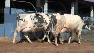 Vídeo 194 - 1ª ETAPA MEGA LIQUIDAÇÃO TOTAL AGROPECUÁRIA MARAJOARA - DIA 4 | GADO GIROLANDO E HOLANDÊS