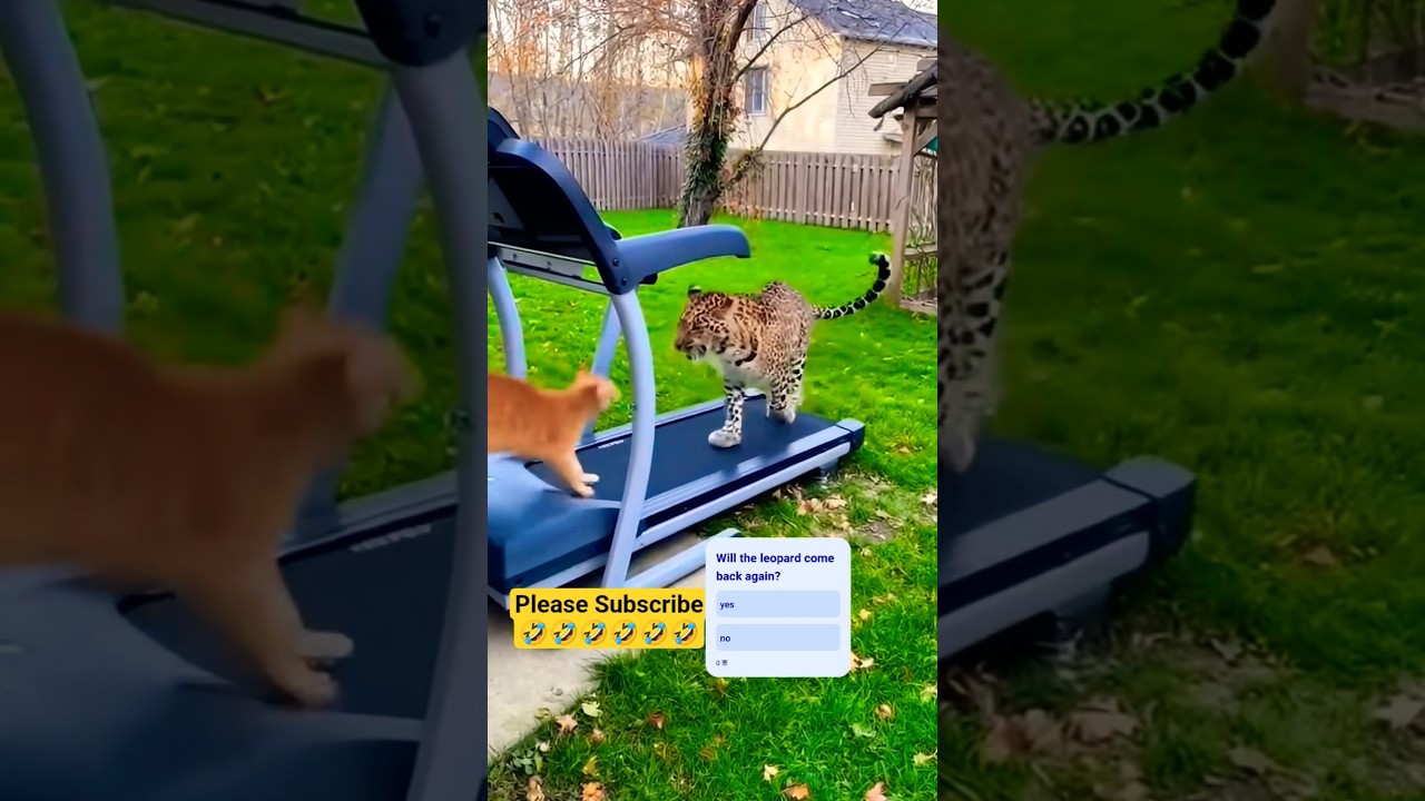 NO ONE touches my treadmill! 😼🚫🐆 아무도 내 러닝머신에 손대지 마! 😼🚫🐆 誰も私のランニングマシンに触るな！😼🚫🐆