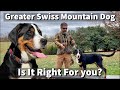 Greater Swiss Mountain Dog | Is It Right For You?