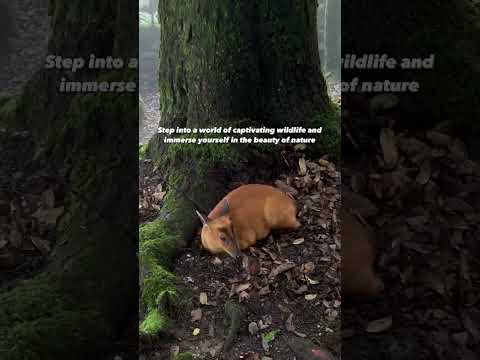 Padmaja Naidu Zoological Park in Darjeeling #padmajanaiduzoo #darjeeling #travel