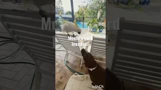 もちの庭の侵入者 #いぬ #ラブラドール #キバタン #いぬのいる生活 #dog #labrador #chocolab #cockatoo #fyp