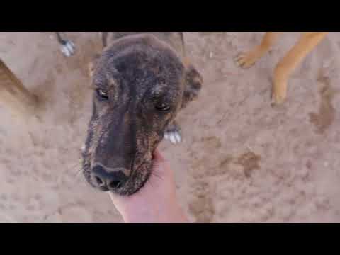 Vídeo de BUGSY