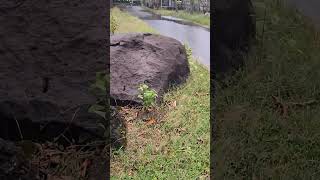 Download lagu Heboh di Jombang, ular bertapa sampai membatu di tepi jalan raya hebohkan warga mp3