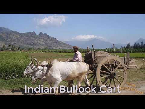 download lagu mp3 mp4 Bullock Cart Sound, download lagu Bullock Cart Sound gratis, unduh video klip Download Bullock Cart Sound Mp3 dan Mp4 Free All Gratis