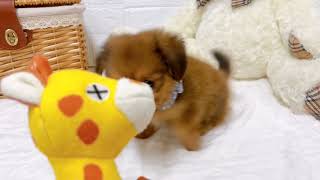 ハーフ犬の動画01