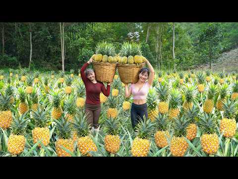 Harvesting Lots Of Pineapple with PHƯƠNG, Use Truck To Transport Many Pineapple Go Market To Sell