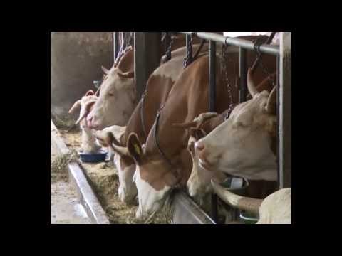 TV "3M" Ub - Rast poljoprivredne proizvodnje 15.01.2014.god.