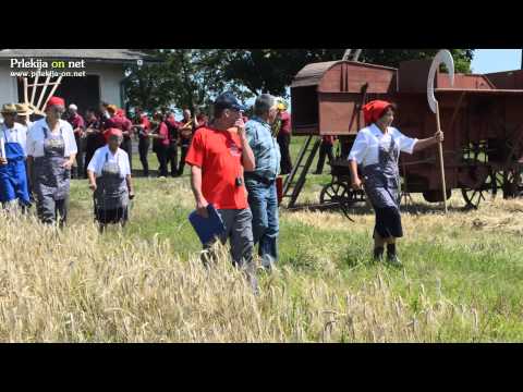 Žetev zlatega klasa na Stari Gori